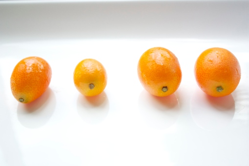 baby kumquats all in a row 